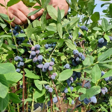 Камчатска боровинка сорт "Blue Treasure" - Img 2