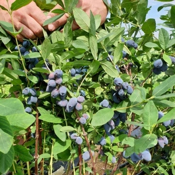 Близък план на Камчатска боровинка сорт Blue Treasure – едрина и качество на боровинка