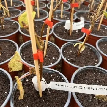 Киви сорт GREEN LIGHT® върху пергола в градината