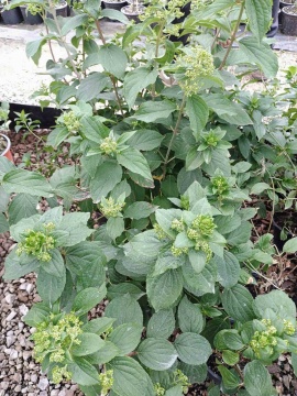 Хортензия "Мохито" (Hydrangea pan. "Mojito"®) - Img 7