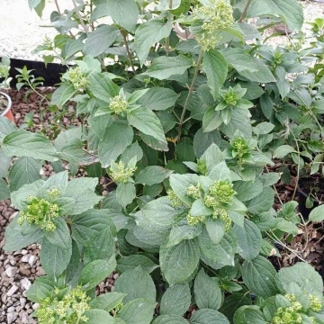 Качествен Хортензия Мохито (Hydrangea pan. Mojito®) от RAZSADI.online – хортензия разсад