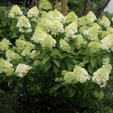 Близък план на Хортензия Мохито (Hydrangea pan. Mojito®) – хортензия с впечатляващи съцветия
