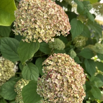 Бутони на Хортензия arborescens CB® Bubblegum преди разпукване | RAZSADI.online
