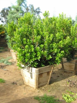 Arbutus unedo 'Compacta' - Img 2