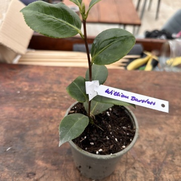 Камелия сорт j. William Bartlett височина 15-20 см. в градинска композиция – камелия от RAZSADI.online