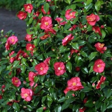 Camellia varietate ret. 'Mary Williams' - Img 2