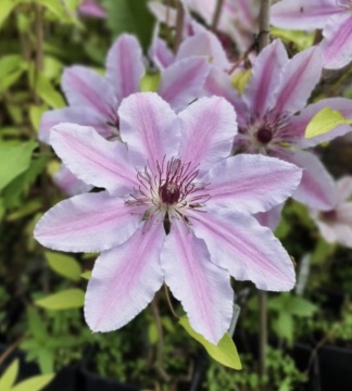 Clematis soiul "Nelly Moser - Img 1