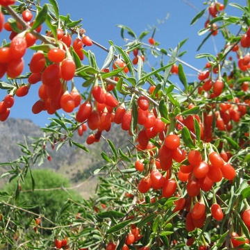 Goji berry