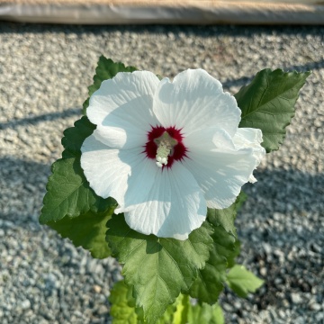 Hibiscus soiul "Hamabo - Img 1