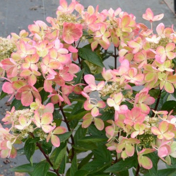 Hydrangea paniculata 'Pastel Green' - Img 3