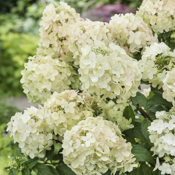 Hydrangea paniculata 'PETITE STAR' - Img 3