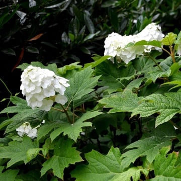 Hydrangea 'Snow Queen'