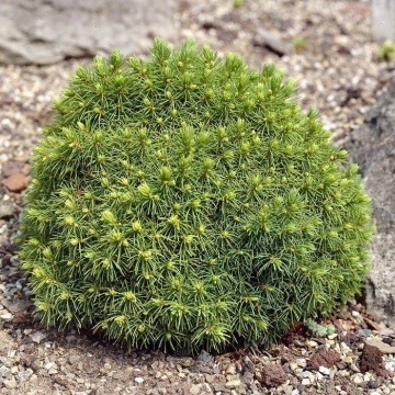 Picea glauca 'Alberta Globe' - Img 2