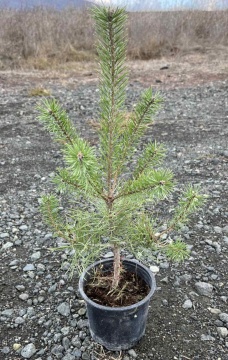 Pinus Nigra (Черен Бор) - Img 1