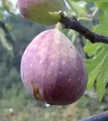 Soiul de smochine "Melanzana
