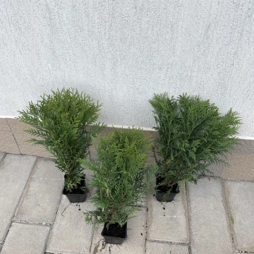 Сезонна декоративност на Thuja occidentalis Woodwardii в градината