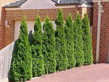 Thuja Smaragd (40 cm.) - Img 3