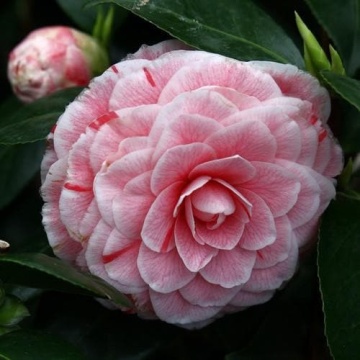 Камелия сорт j. 'Bonomiana' височина 50 см.