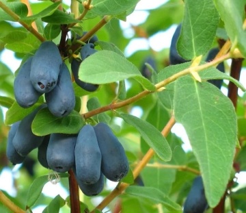 Камчатска боровинка сорт "Blue Forest" (Lonicera caerulea 'Blue Forest') - Img 3