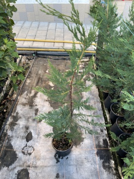 Лейланди(Cuppressocyparis leylandii) - Img 1