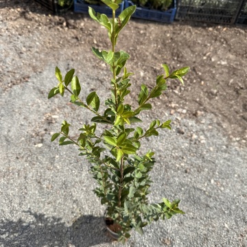 Лигуструм (Ligustrum Ovafolium) - Img 2