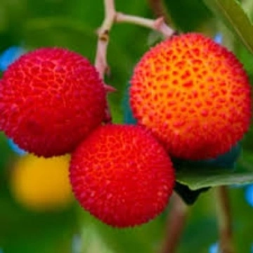 Зрели плодове на Разсад Ягодово дърво Кобра (Arbutus unedo) – качествено ягодово дърво от RAZSADI.online