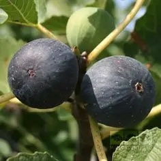 Смокиня сорт "Brogiotto Nero"