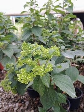 Хортензия "Мохито" (Hydrangea pan. "Mojito"®) - Img 8