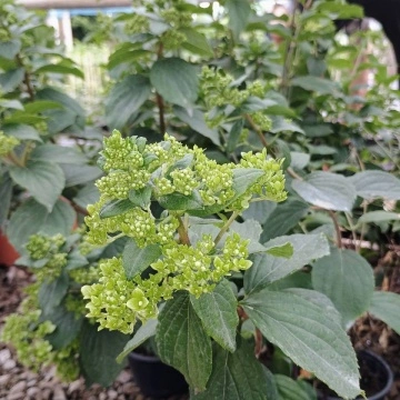 Здрав разсад на Хортензия Мохито (Hydrangea pan. Mojito®) – хортензия от RAZSADI.online България