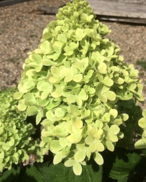 Хортензия "Мохито" (Hydrangea pan. "Mojito"®) - Img 3