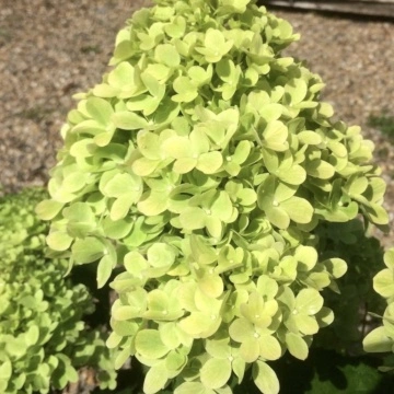 Хортензия Мохито (Hydrangea pan. Mojito®) като красив акцент в двора
