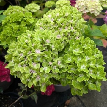 Хортензия m. "Magical Green Cloud"