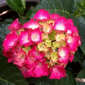 Хортензия macrophylla "Сибила" - Img 1