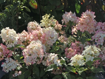 Хортензия paniculata "PETITE STAR" - Img 4
