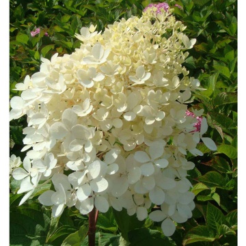 Хортензия paniculata "Phantom"