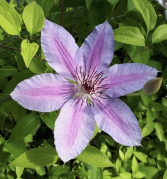 Clematis soiul "Nelly Moser - Img 2