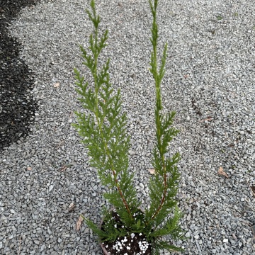 Структура на Cupressocyparis leylandii – близък план