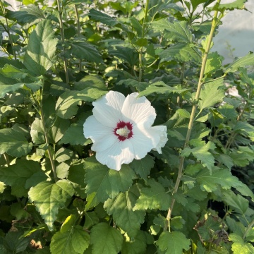 Hibiscus soiul "Hamabo - Img 2