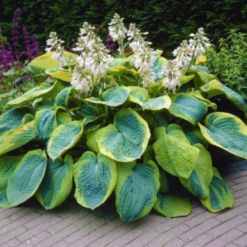 Hosta 'Frances Williams' - Img 1