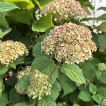 Цъфтяща Хортензия arborescens CB® Bubblegum в саксия за градина или тераса