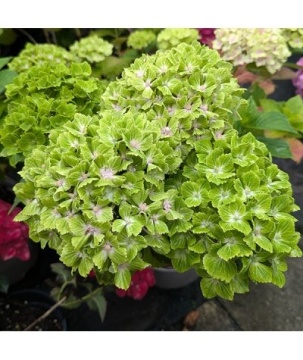 Hydrangea m. "Nor verde magic" - Img 1