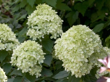 Hydrangea paniculata 'Little Lime' - Img 2