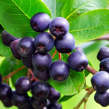 Melanocarpa Viking Aronia