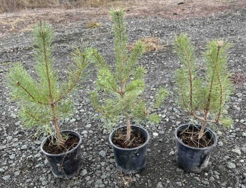 Pinus Nigra (Черен Бор) - Img 2