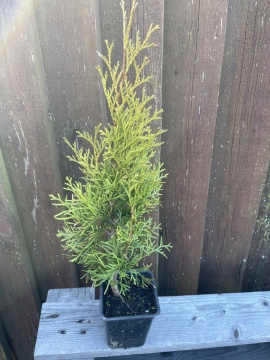 Thuja Smaragd (40 cm.) - Img 1