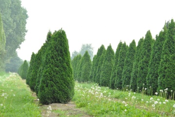 Thuja Smaragd (40 cm.) - Img 4