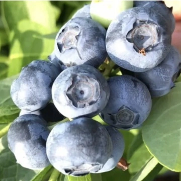 Боровинка сорт "HortBlue Petite"