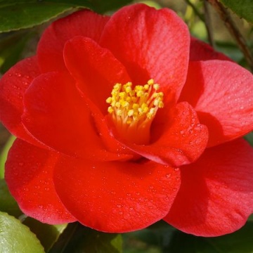 Камелия сорт ret. 'Mary Williams'(50 см.Цветни Пъпки) - Img 1