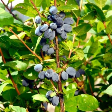 Камчатска боровинка сорт "Blue Moon" (Lonicera caerulea 'Blue Moon') - Img 2