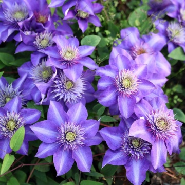 Клематис сорт Multi Blue